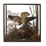 Taxidermy: A Kestrel in an all-glass case by Rowland Ward circa 192054cm.; 21ins high by 53cm.;