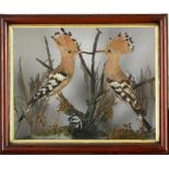 Taxidermy: A pair of Hoopoe's late 19th century34cm.; 13ins high by 31cm.; 16ins wide