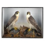 Taxidermy: A pair of Peregrine Falcons early 20th century53cm.; 21ins high by 71cm.; 28ins wide