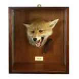 Taxidermy: A Spicer Fox head trophy dated 1928 in original case36cm.; 14ins high by 33cm.; 13ins