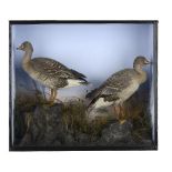 Taxidermy: A pair of Bean Geese by Hibbs of Ollerton dated to the reverse86cm.; 34ins high by 96cm.;