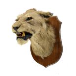 Taxidermy: A shield mounted lion head early 20th centurywith indistinct pencil writing purportedly