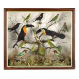 Taxidermy: A case containing two Toucans and an assortment of Australian Parrots and Pittas circa