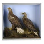 Taxidermy: A pair of Sea Eagles dated 189196cm.; 38ins high by 106cm.; 41½ins wide