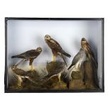 Taxidermy: A case of various species of Harriers by Hibbs of Ollerton late 19th century93cm.; 36½ins