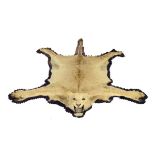 Taxidermy: A Lion skin rug early 20th century some claws missing and with indistinct Rowland Ward