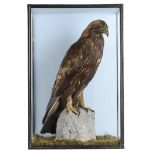 Taxidermy: A Golden Eagle early 20th century 87cm.; 34ins high by 58cm.; 23ins wide