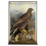 Taxidermy: A Golden Eagle early 20th century85cm.; 33½ins high by 57cm.; 22½ins wide