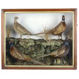 Taxidermy: A case of three male Pheasants and a female Pheasant circa 190086cm.; 34ins high by