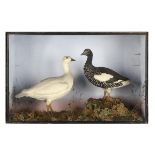 Taxidermy: A very early pair of Geese by Leadbeater and Son of London circa 183074cm.; 29ins high by