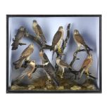 Taxidermy: A case of various Kestrels and Merlins by Hibbs of Ollerton dated 1894 with full data