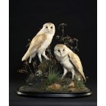 Taxidermy: Two Barn Owls under glass dome Victorian59cm.; 23ins high