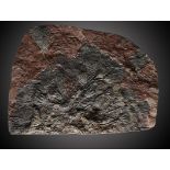 Fossil: A Crinoid plaque Morocco, Devonian 51cm.; 20ins high by 73cm.; 29ins wide