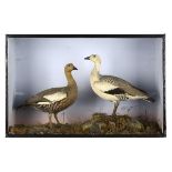 Taxidermy: A very early pair of Magellan Geese by Leadbeater and Son of London circa 182074cm.;