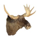 Taxidermy: A Moose trophy recent99cm.; 39ins wide by 106cm.; 42ins deep