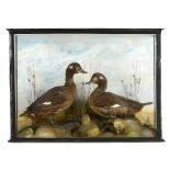 Taxidermy: A pair of Ducks late 19th century 58cm.; 23ins high by 81cm.; 32ins wide
