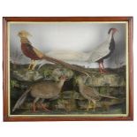 Taxidermy: A case containing assorted exotic Pheasants circa 1900including a silver and golden