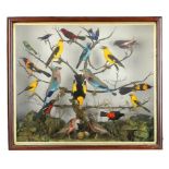 Taxidermy: A case containing various colourful Exotic birds circa 1900including Spangled Cotinga,