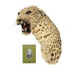 Taxidermy: A neck and shoulder Leopard mount by Tocher & Tocher together with book detailing its