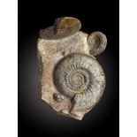 Fossils: An unusual Ammonite and Nautiloid group with fossil sea shells on matrix26cm.;