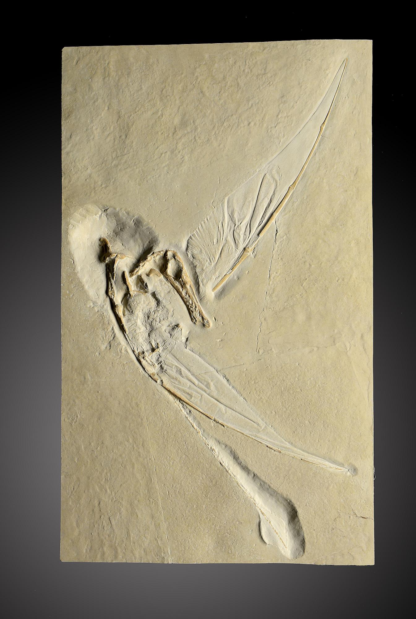 Fossil casts: A set of three museum casts of Archaeopteryxthe largest 50cm.; 19½insProvenance: Emmen - Image 3 of 3