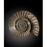 Fossils: A large ammonite probably Arietitesprobably Germany, Jurassic49cm.; 19insProvenance: