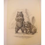 Natural History Pictures: A pencil drawing of Asian black bears52cm.; 20½ins by 38cm.; 15ins and a