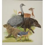 Natural History Pictures: A watercolour of an Emu, Tapir and other animals62cm.; 24½ins by 57cm.;