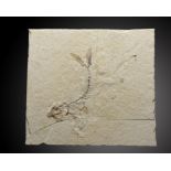 A fossil fishSolnhofen, Germany, Jurassic27cm.; 10½ins (See footnote to lot 23)Provenance: Emmen Zoo