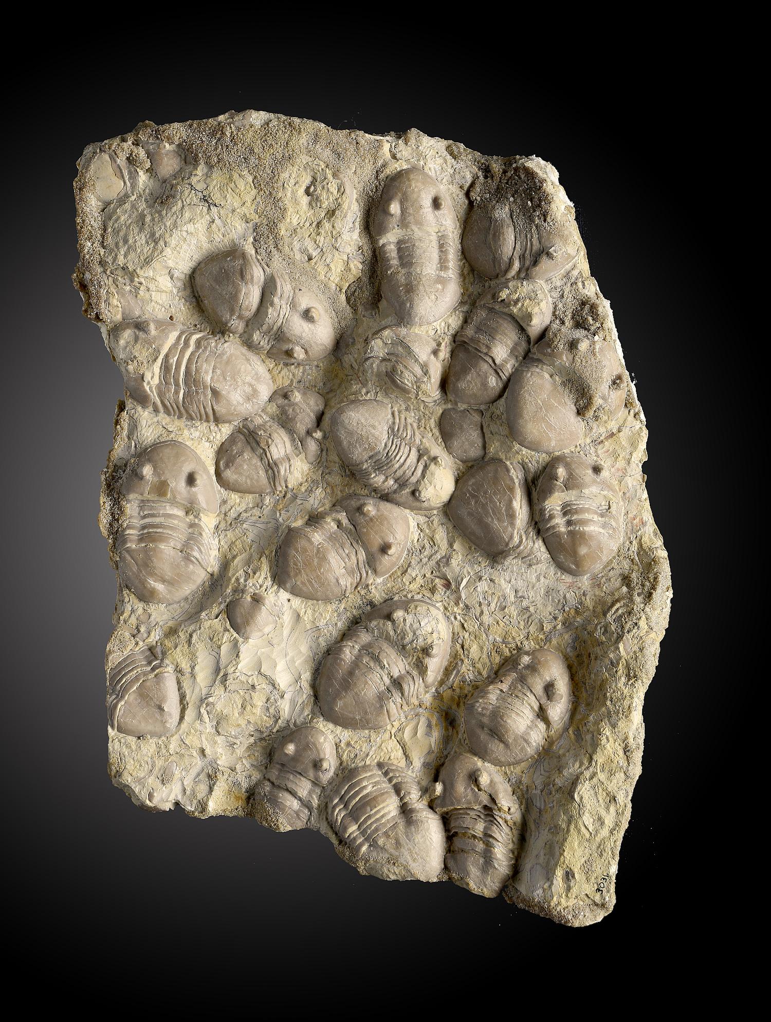 Fossils: A Trilobite mortality plaque24cm.; 9½ins wideProvenance: Emmen Zoo Collection. See footnote