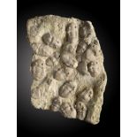 Fossils: A Trilobite mortality plaque24cm.; 9½ins wideProvenance: Emmen Zoo Collection. See footnote