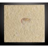 Fossils: An Antrimpos spp. fossil prawnEichstatt, Germany, Jurassic11cm.; 4½insProvenance: Emmen Zoo