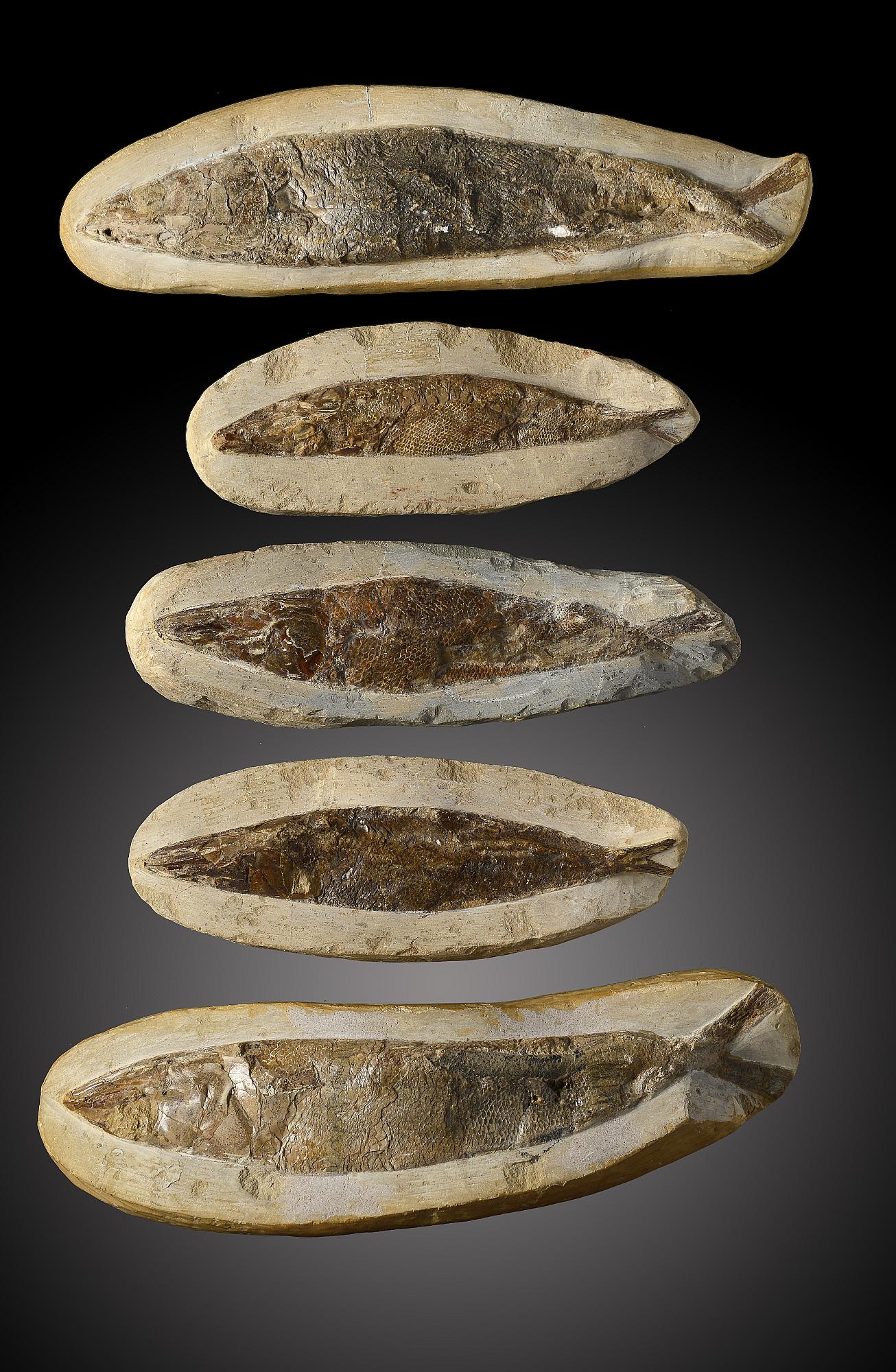 A small fossil fishSantana formation, Brazil, Cretaceouswith wall fixings24cm.; 9½ins long (See - Image 2 of 2