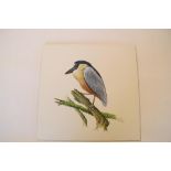 Natural History Pictures: Three watercolours;Boat-Billed Heron; Trumpeter Swan; White EgretThree pen