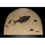 A fossil fish plaqueGreen River formation, Wyoming, Eoceneincluding Diplomystus, Knightia spp. and