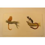 Natural History Pictures: Two watercolours;the larger one of a Lion tamarin and Sanguinu oedipus ;