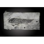A fossil fish Osteolepisold red sandstoneScotland, Devonian20cm.; 8insProvenance: Emmen Zoo