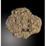 Fossils: An Ammonite mass mortality plaque57cm.; 22½ins wideProvenance: Emmen Zoo Collection. See