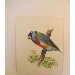 Natural History Pictures: Three watercolours;Toucan Barbet; Yellow Cardinal; Roseate SpoonbillFive