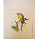 Natural History Pictures: Three watercolours;Blue and Yellow Macaw; Sicalis plereola; Euphonia