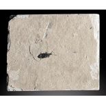 A fossil cockroach of unknown origin10cm.; 4insProvenance: Emmen Zoo Collection. See footnote to lot