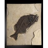 A Phareodus spp. fossil fishGreen River formation, Wyoming, Eocene73cm.; 29ins high by 60cm.;