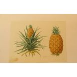 Natural History Pictures: Eleven Botanical watercolours;including Pineapple, Amaranthus; Basil;