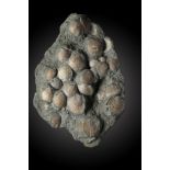 Fossils: A bivalve mortality plaque of unknown age and origin49cm.; 19insProvenance: Emmen Zoo