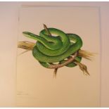 Natural History Pictures: Three watercolours;Africa Slender Snouted Crocodile; Green Mangrove Snake;