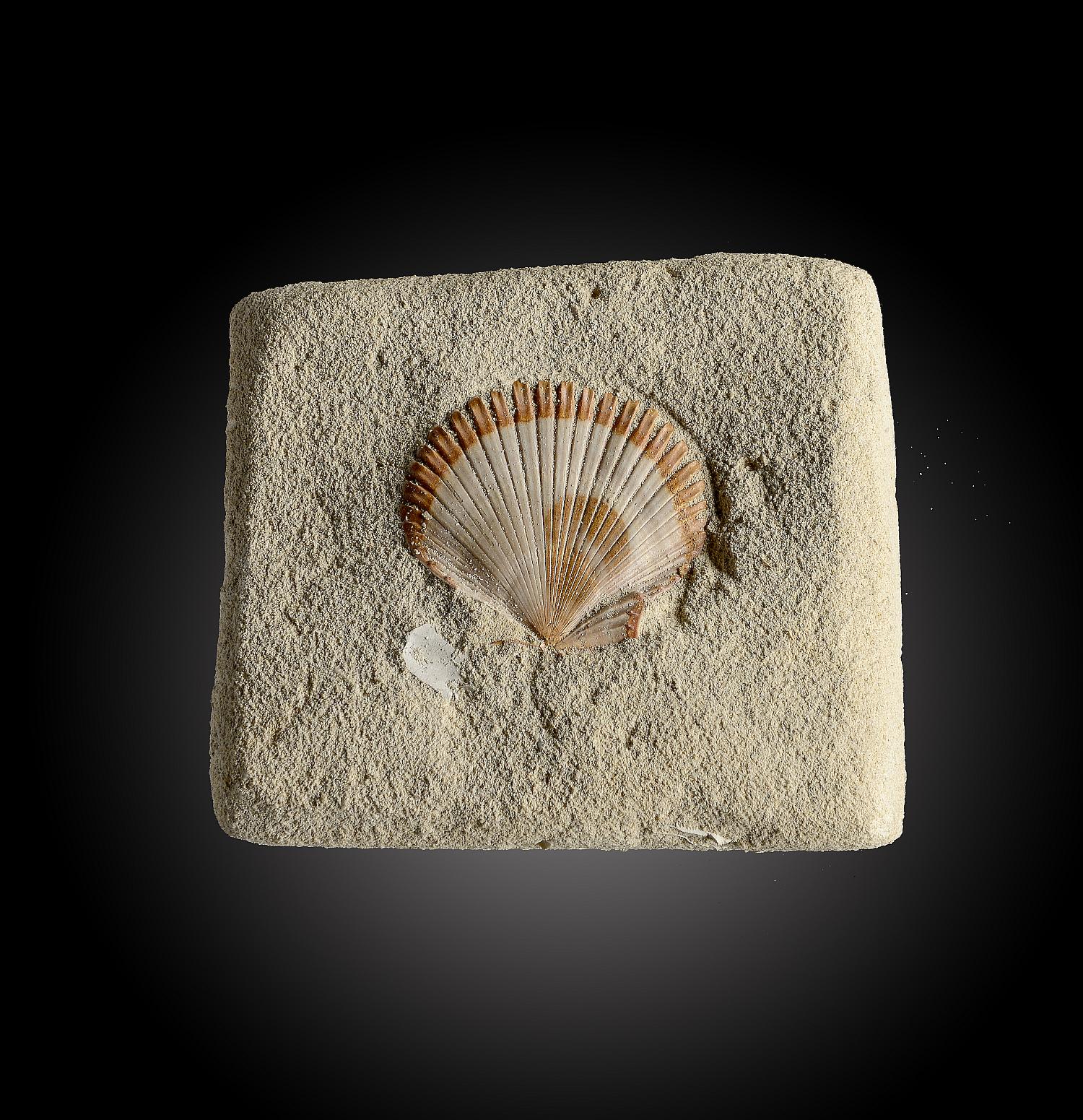 A fossil scallop shell9cm.; 3½insProvenance: Emmen Zoo Collection. See footnote to lot 1 for more