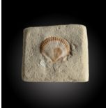 A fossil scallop shell9cm.; 3½insProvenance: Emmen Zoo Collection. See footnote to lot 1 for more