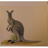 Natural History Pictures: A watercolour of a kangaroo and a joey42cm.; 16½ins by 51cm.;