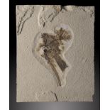 A rare unidentified bird fossilGreen River fossil Butte, Wyoming, Eocene32cm.; 12½ins by 26cm.;