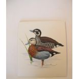 Natural History Pictures: Three watercolours;Ringed Teal; Red Shoveller Duck; Bufflehead Three pen